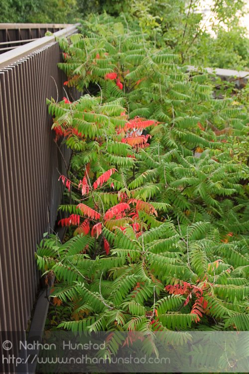 The first signs of fall color along the Mississippi River.